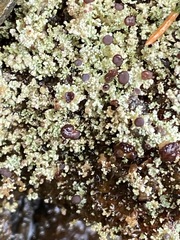 Stereocaulon dactylophyllum