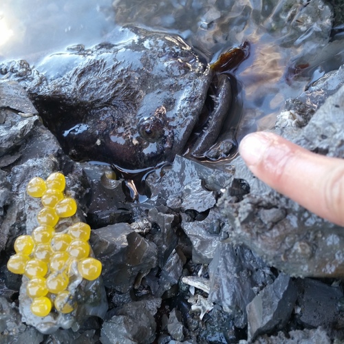 Porichthys notatus