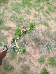 Indigofera aspalathoides