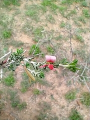 Indigofera aspalathoides