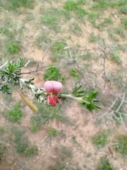 Indigofera aspalathoides