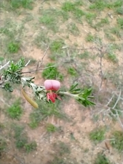 Indigofera aspalathoides