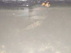 Macrobrachium lanchesteri