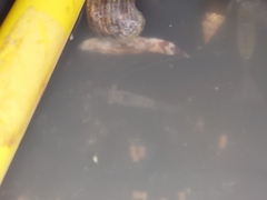 Macrobrachium lanchesteri