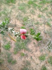 Indigofera aspalathoides