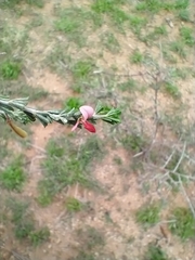 Indigofera aspalathoides