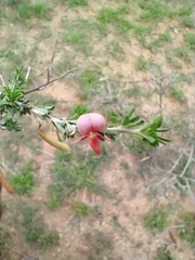Indigofera aspalathoides