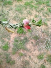 Indigofera aspalathoides