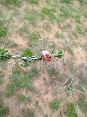 Indigofera aspalathoides