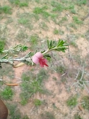 Indigofera aspalathoides
