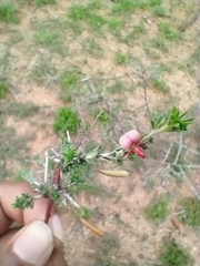 Indigofera aspalathoides