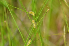 Carex pellita