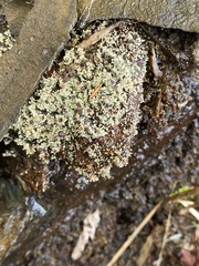 Stereocaulon dactylophyllum