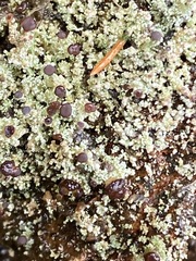 Stereocaulon dactylophyllum