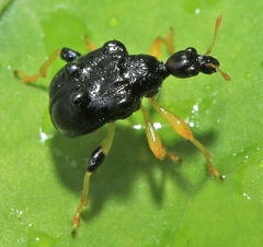 Phymatapoderus flavimanus