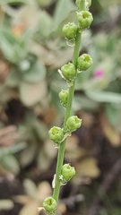 Reseda undata