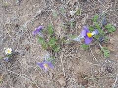 Pulsatilla tenuiloba