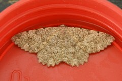 Dicrognophos sartata