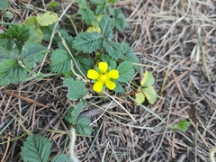 Potentilla
