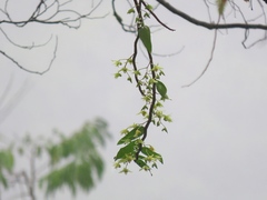 Dendrobium catenatum