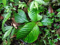 Rhynchotechum formosanum