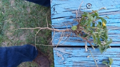 Malvastrum corchorifolium