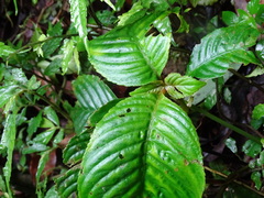 Rhynchotechum formosanum