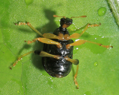 Phymatapoderus flavimanus