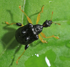 Phymatapoderus flavimanus