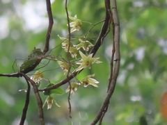 Dendrobium catenatum
