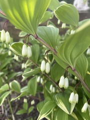 Polygonatum biflorum
