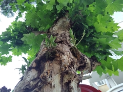 Dendrobium crumenatum