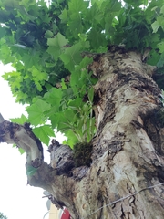 Dendrobium crumenatum