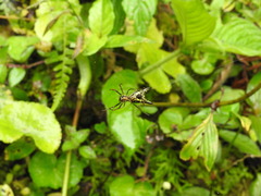 Micrathena pichincha