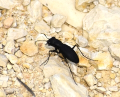 Dromochorus belfragei
