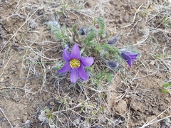 Pulsatilla tenuiloba