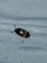 Mycetophagus punctatus