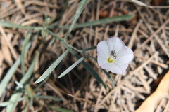 Convolvulus lineatus