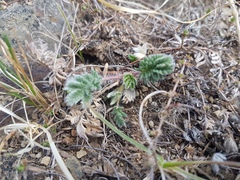 Potentilla sericea