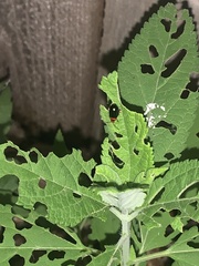 Kuschelina gibbitarsa