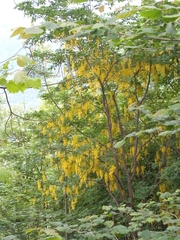 Laburnum anagyroides
