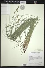Carex echinodes