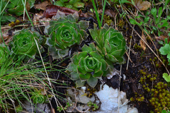 Sempervivum heuffelii