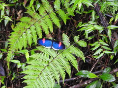 Heliconius erato cyrbia
