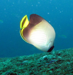 Chaetodon decussatus