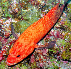 Cephalopholis nigripinnis