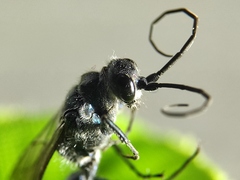 Trirogma caerulea