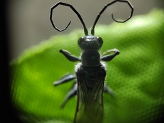 Trirogma caerulea