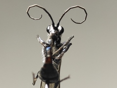 Trirogma caerulea