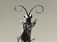 Trirogma caerulea